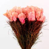 Arranjo Floral Natural Desidratado Bouquet Primavera Bouquet