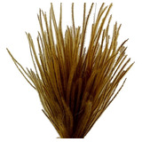 Arranjo Floral Natural Desidratado Capim Ourinho