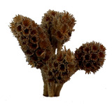 Arranjo Floral Natural Paina Desidratada