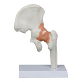 Anatomico