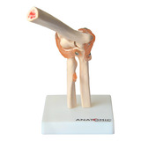 Ligamentos