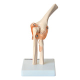Ligamentos