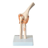Ligamentos