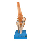 Ligamentos