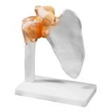 Articulação Do Ombro Com Ligamentos 4d 104d