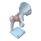 Ligamentos