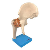 Ligamentos