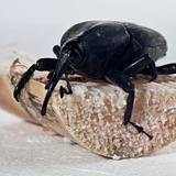 Rincoforol