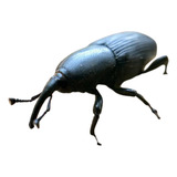 Pepeta