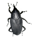 Rincoforol