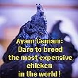 Ayam Cemani Dare To Breed The Most Expensive Chicken In The World English Edition 