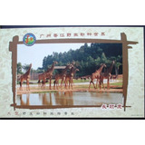 B9973 China Cartão Postal Tema Girafa Fauna Flores Nnn