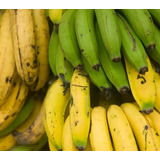 Banana Da Terra Muda 4 Unidade