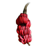 Banana Vinho 2 Rizomas linda Em Grandes Jardins Sítios