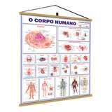 Banner Corpo Humano Sistemas Anatomia Poster Mapa Gigante Medicina Guia