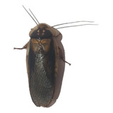 Baratas Dubia 100 Unidades