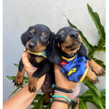 Basset Mini Salsicha Filhotes Dourados Preto Entrego Hoje Sp