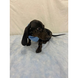 Basset Mini Teckel Alerquim Baixei O Preço Entrego Hoje Sp