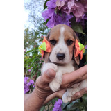 Beagle Fêmea Maravilhosa