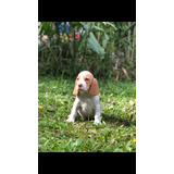 Bicolor