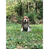 Tricolor