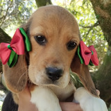 Beagle Lindos Pequenos E Saudáveis