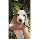 Beagle Menino Bicolor