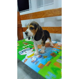 Beagle Tricolor Belo Filhote