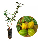 Bela Muda De Pitangatuba Pitanga Amarela Gigante