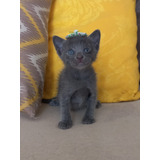 Belíssima E Rara Fêmea De Pelagem Cinza Blue chartreux