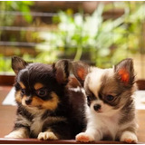 Belíssimos Chihuahua Pelo Longo Maravilhosos