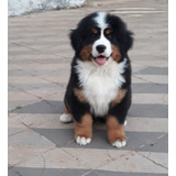 Bernese Machos Vacinados chipado