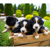 Bernese Maravilhosos Filhotes Disponiveis