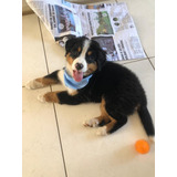 Bernese Montain Dog Lindos