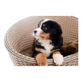 Bernese Os Filhotes Mais Lindos