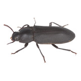 Besouro Tenebrio Gigante 10 Un