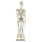 Bitcircuit Modelo De Esqueleto Humano Modelo De Esqueleto Anatomia Coluna Humana Esqueleto Branco Auxílio De Treinamento Médico Educacional Para Aulas Laboratórios 45 Cm