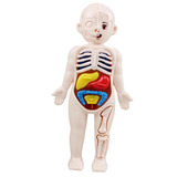 Boneco Corpo Humano Anatomia Órgãos Internos