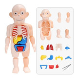 Boneco Corpo Humano Anatomia Órgãos Internos