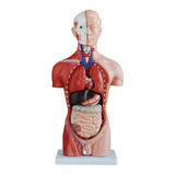 Boneco Corporal Do Torso Humano Anatomia Anatômica Médica