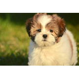 Bonito Lhasa Apso Filhotes Disponível