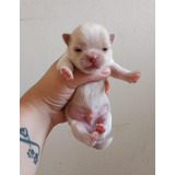 Bonitos Chihuahua Pelo Longo Lindos Filhotes