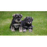 Bonitos Schnauzer Lindos Filhotes Disponível