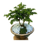 Bonsai Chamaecyparis C Vaso Cerâmica 6 Anos Adubado Descont