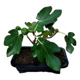 Bonsai De Figo Produzindo Fotos Reais Com Frutos E Vaso