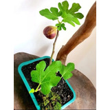 Bonsai De Figo Produzindo No Vaso Fotos Reais Grátis Manual