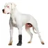 Bota Veterinária Longa (alta) Com Tala Para Cães - Tam P P P