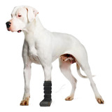 Bota Veterinaria Longa