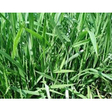 Brachiaria Brizantha Marandu Braquiarão 1 Kg De Sementes