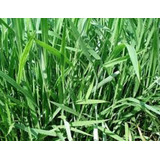 Brachiaria Brizantha Marandu Braquiarão 1 Kg De Sementes